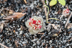 Crassula umbellata