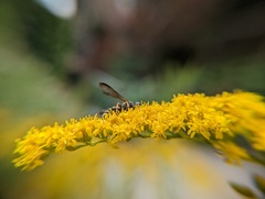 Philanthus gibbosus