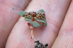 Crassula umbellata