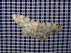 Idaea contiguaria