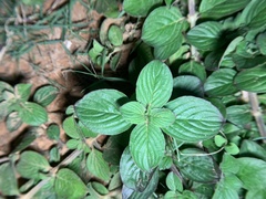 Spermacoce latifolia