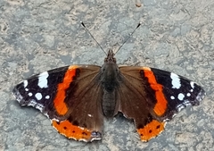 Vanessa atalanta