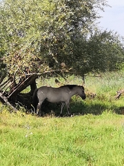 Equus caballus