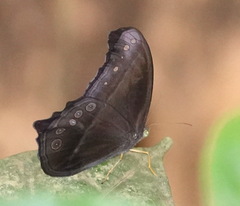Coelites epiminthia