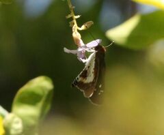 Andronymus caesar philander