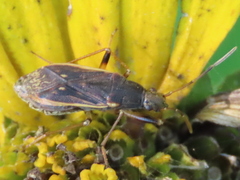 Ligyrocoris