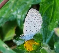 Zizeeria knysna knysna