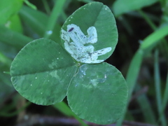 Liriomyza fricki