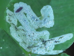 Liriomyza fricki