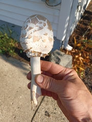 Fungi