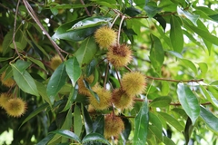 Sloanea sinensis