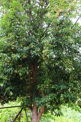 Sloanea sinensis