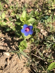 Lysimachia arvensis caerulea