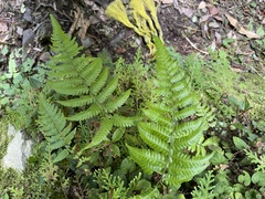 Metathelypteris gracilescens