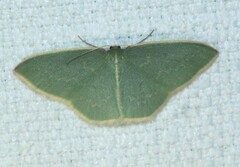 Chlorocoma melocrossa