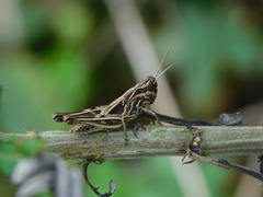 Chorthippus brunneus
