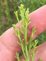 Ericameria paniculata