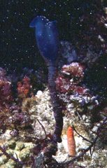 Clavelina ostrearium