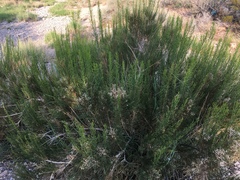 Ericameria paniculata