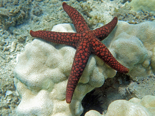 Button Star (Nardoa variolata) · iNaturalist