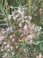 Ericameria paniculata
