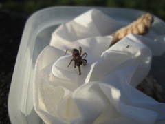 Intruda signata