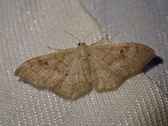Idaea rubraria