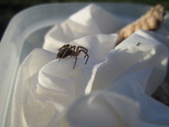 Intruda signata
