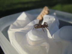 Intruda signata