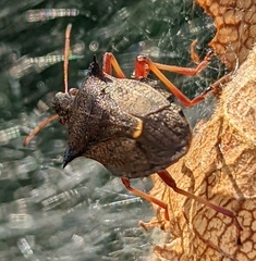 Picromerus bidens