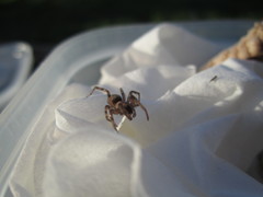 Intruda signata