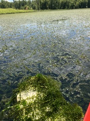 Hydrilla verticillata