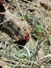 Boerhavia gracillima