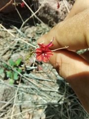 Boerhavia gracillima