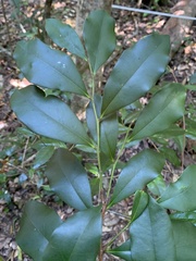 Endiandra hypotephra