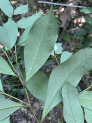 Endiandra hypotephra