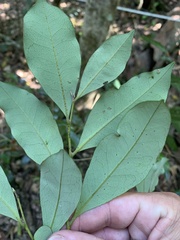 Endiandra hypotephra