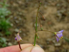 Heliophila trifurca