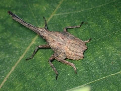 Pyrops watanabei