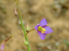 Heliophila trifurca