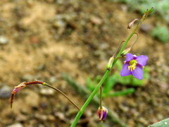 Heliophila trifurca