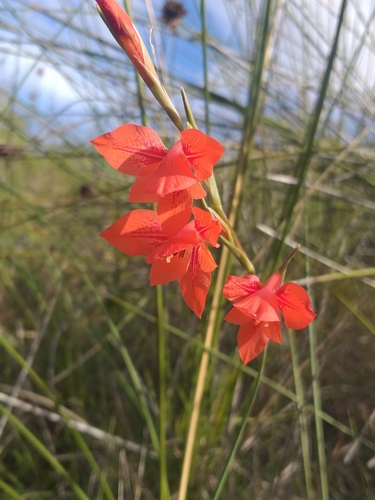 Image of Gladiolus teretifolius by (c) kevin koen, some rights reserved (CC BY-SA)