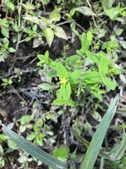 Hypericum mutilum