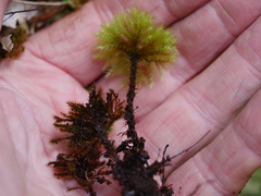 Mniodendron colensoi