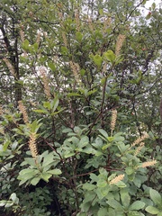 Clethra alnifolia