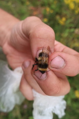Bombus sporadicus
