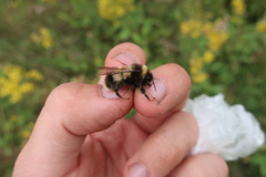 Bombus sporadicus