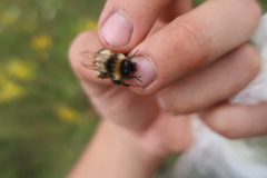 Bombus sporadicus