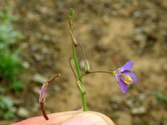Heliophila trifurca