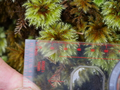 Mniodendron colensoi